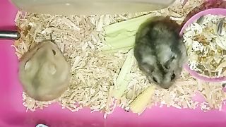Hamtaro