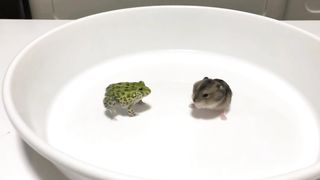 African Bulfrog vs Hamster