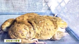 Giant African Bulfrog EAT CRAB