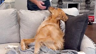 This funny dog made his master eat dog food ????????????