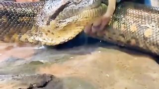 Wide snake