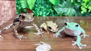 3 frogs fighting over food