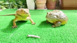 Funny giant african Bulfrog vs Iguana