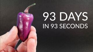 PURPLE BELL PEPPER Time-lapse