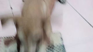 Dog is so cute :)