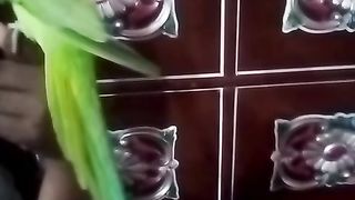 Green neck parrot for sale