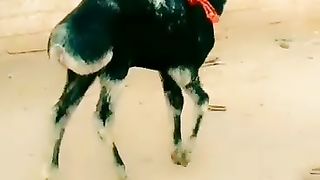 Turkey sheep sold out