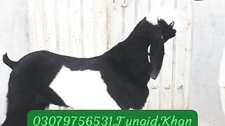 Goats for sale