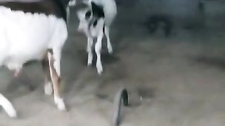 Top quality goats for sale in Pakistan