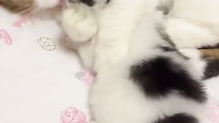Cat funy 2