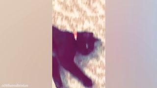 10 Minutes of the Laziest CATS ???? Funny Cats Videos 2023