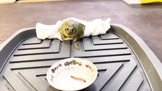 African bulfrog eat WORM