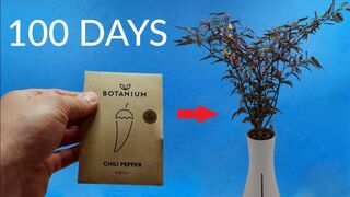 HYDROPONIC CHILI PEPPER Time-lapse