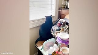 When your CAT is actually a comedian Funny Cats Videos 2023???? 2