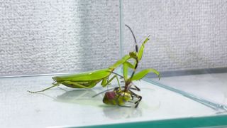 African Bulfrog vs grasshopper vs sPider
