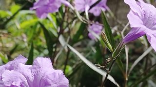 View garden in the morning