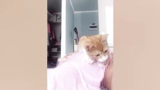 CATS Actually Love Their Humans, Here are the Proofs 2