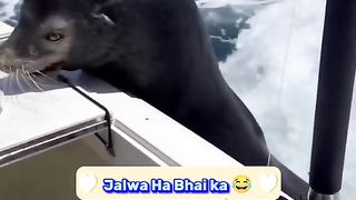 Funny Seal Viral Video