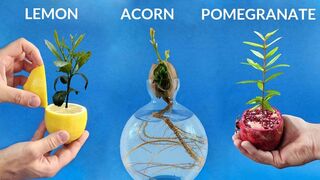 984 days in 8 minutes - Growing Plants Time-lapse Compilation 2