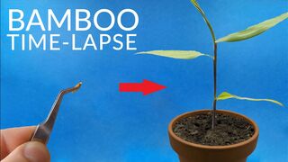 BAMBOO Growing From Seed Time-lapse