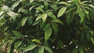 Visit this beautiful place/green view