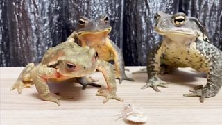 3 African Bullfrog Funny
