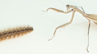 grasshopper vs caterpillar