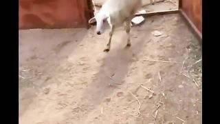 Funnyamin 3