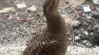 What this bird call in English. Urdu teetar. Plz subscribe