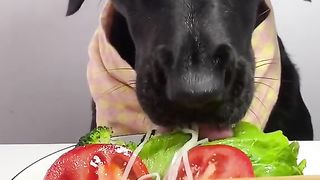 Funny Dog Viral Video 45