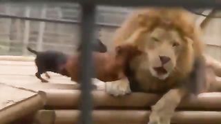 dog attached to lion
