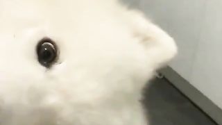 dog looking from the side