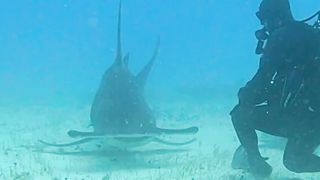 Hammerhead Shark pass