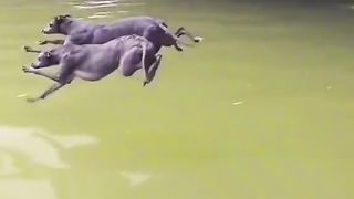 Dogs jumping