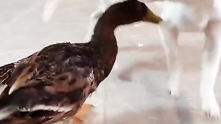 Funny Dog Viral Video 46