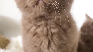 Cute kitty cat want to play