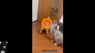 Cat's strange reaction to cucumber ????Funniest Dogs And Cats The funniest moments of animals Videos