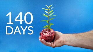 Growing a POMEGRANATE TREE Time Lapse