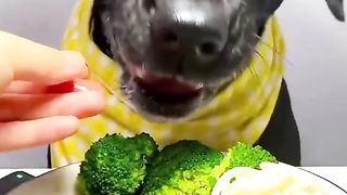 Funny Dog Viral Video 47