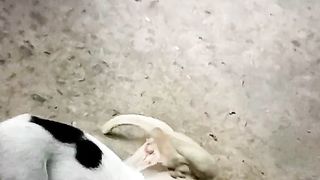Full funny video wwe dog wrestling