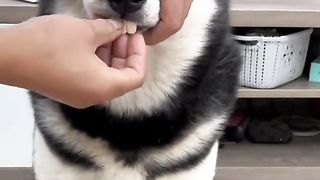 Funny Dog Viral Video 48