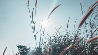 "Ephemeral Ecosystems: A Visual Exploration of Nature's Transient Beauty"