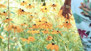 "Breathtaking Biodiversity: A Kaleidoscope of Life in the Wild"