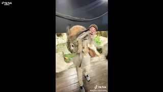 Tik Tok de Conejos | Rabbits
