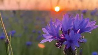 Beautiful nature 137