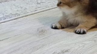 cat videos 2