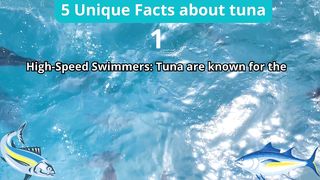 5 Unique Facts about tuna