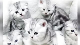 cute-cats-funny-cat 2
