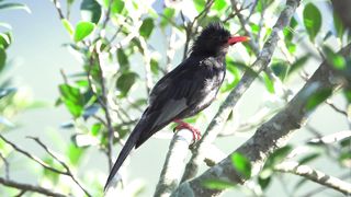 4K Black bulbul (Hypsipetes leucocephalus) シロガシラクロヒヨドリ