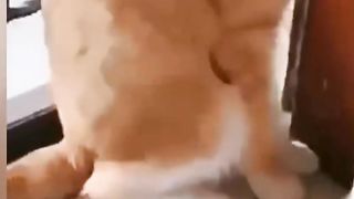 Video kucing lucu 5